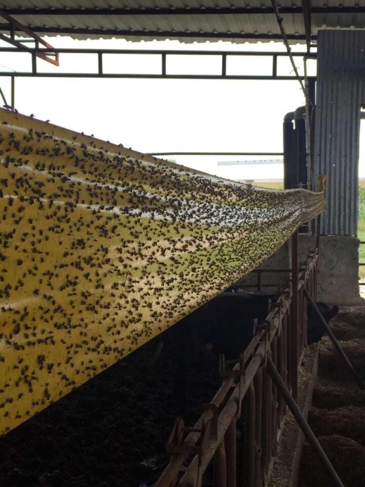 Karasinek Tuzak 0,15 cm X 50 MT