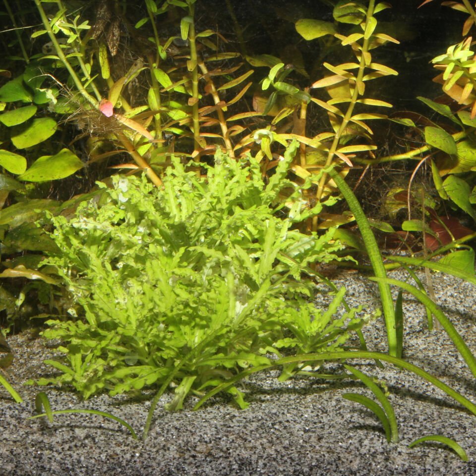 Jbl Sansıbar Gri 10 Kg Kum