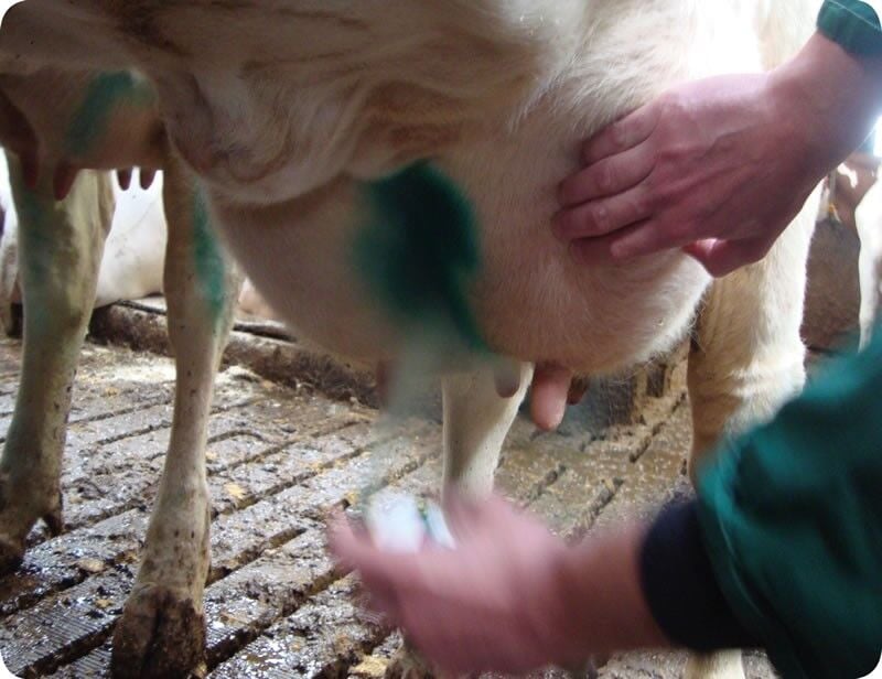 REPIDERMA SPRAY 250 ML