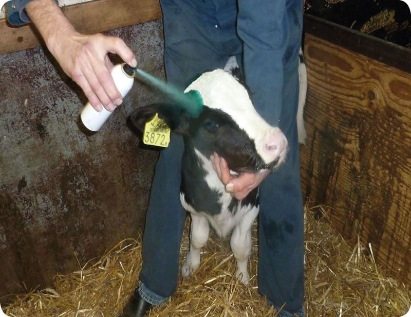 REPIDERMA SPRAY 250 ML