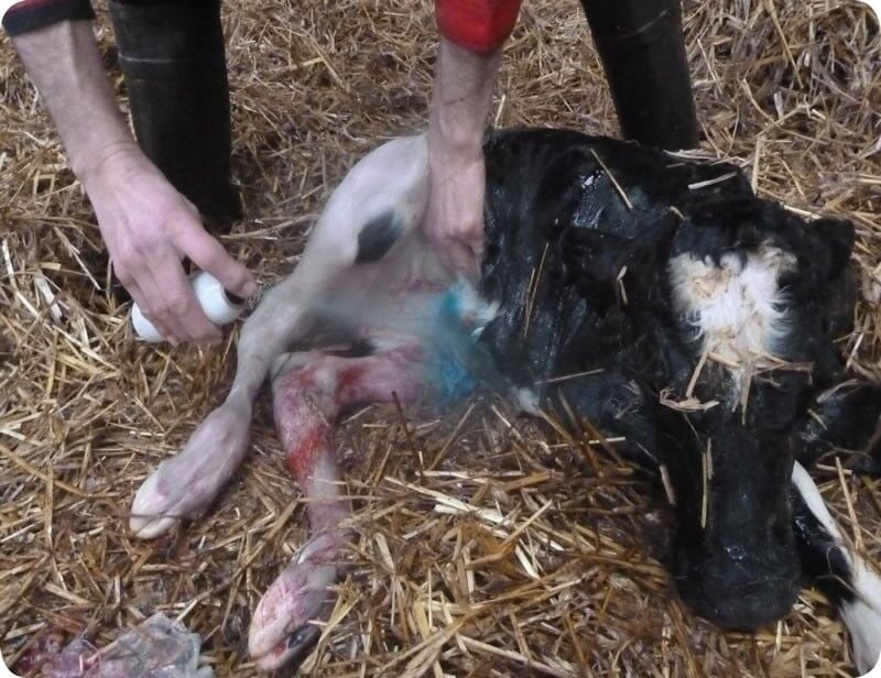 REPIDERMA SPRAY 250 ML