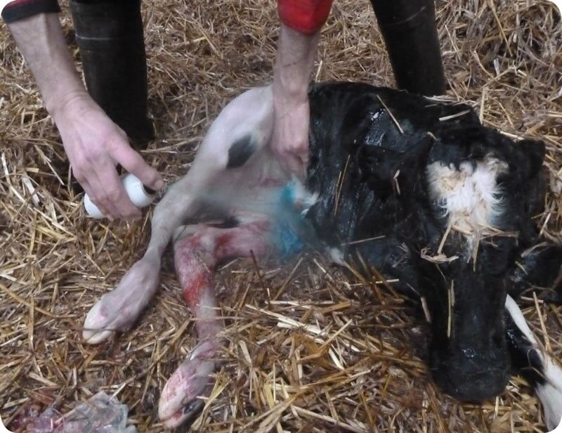 REPIDERMA SPRAY 250 ML