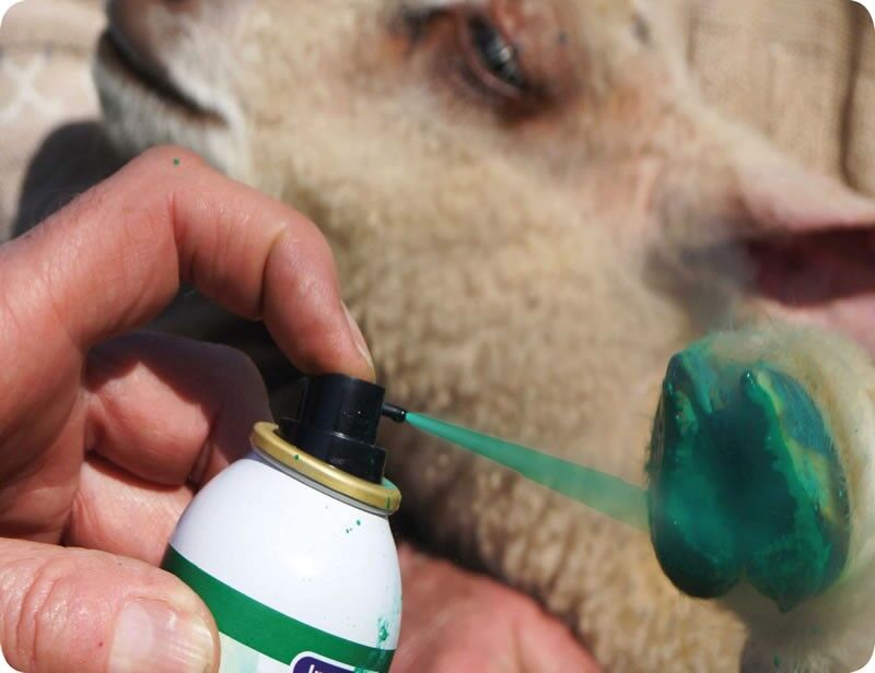 REPIDERMA SPRAY 250 ML