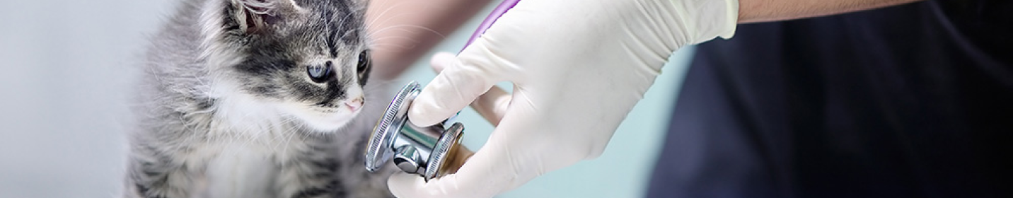 Banner Başlık Alanı